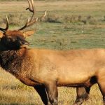 How to Hunt Elk with a Bow - The Easiest Way