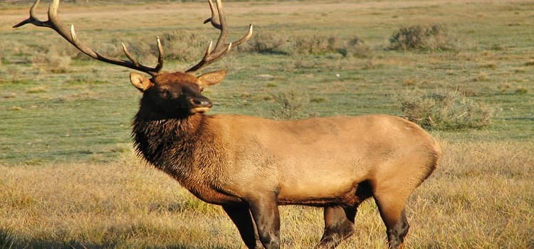 How to Hunt Elk with a Bow